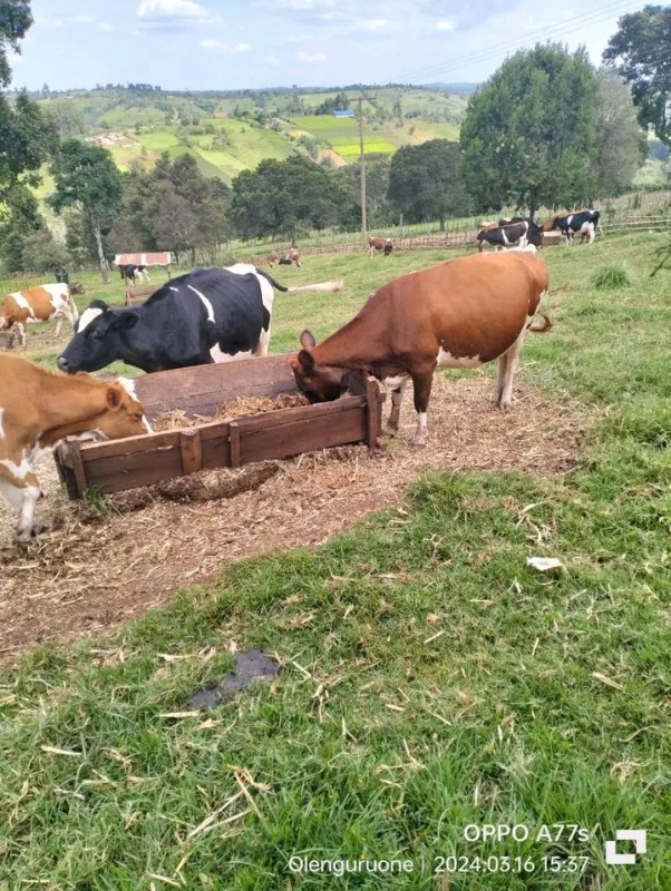 Live cows from Kenya