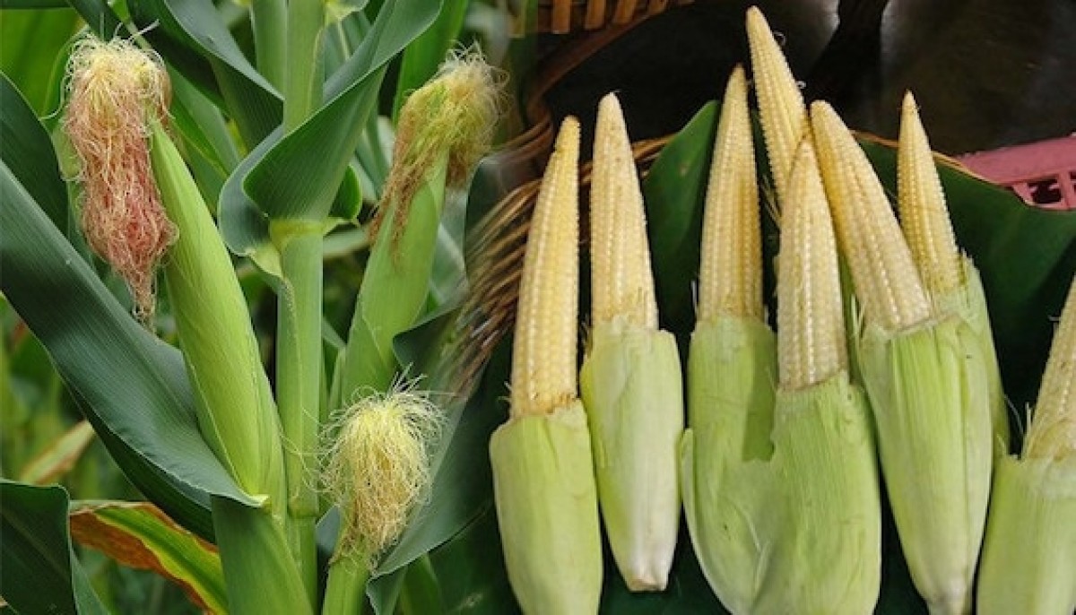 Beby corn maize from Kenya