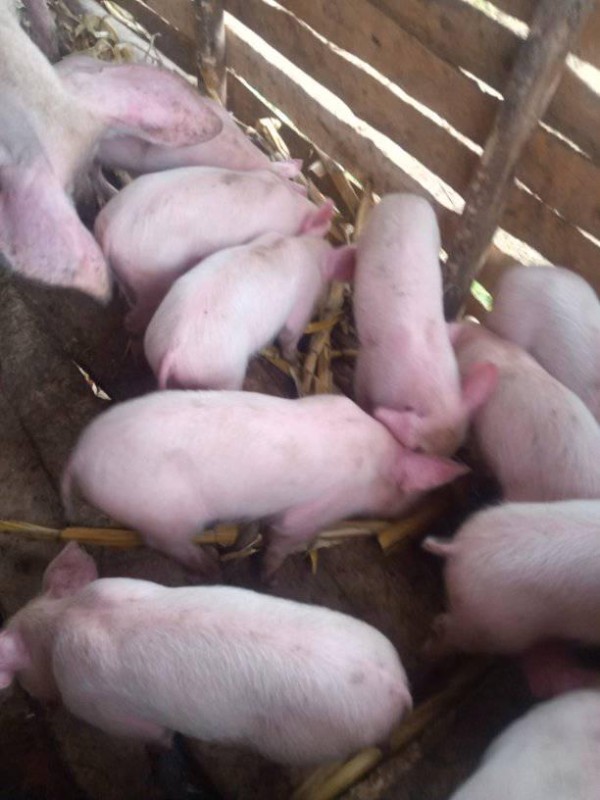 large white piglets from Kenya