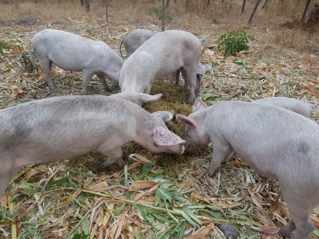 Pigs from Kenya
