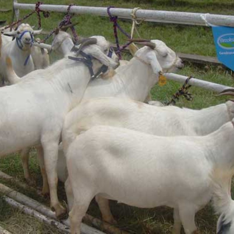 MUTTON AND GOAT MEAT from Kenya