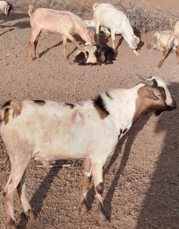 Goats in Nairobi, Kenya from Kenya