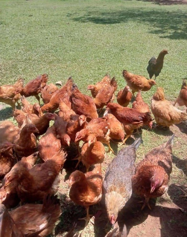Live chicken from Kenya