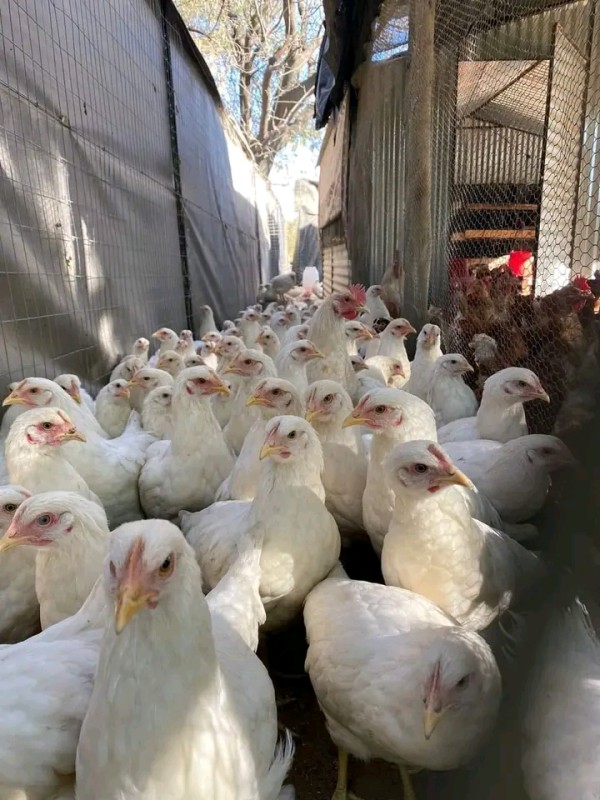 Broilers and layer's from Kenya