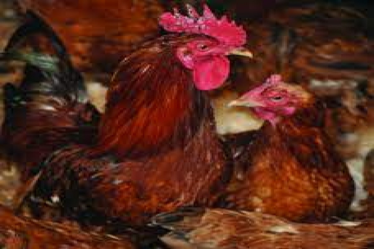 Frango Kenbro adulto from Quénia