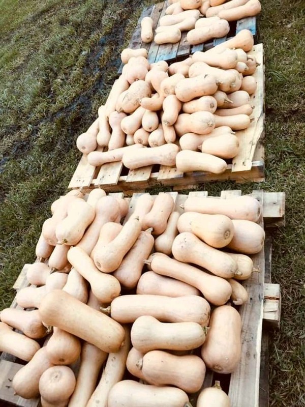 Butternut/squash from Kenya
