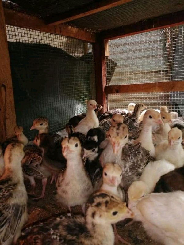 Turkey poults from Kenya