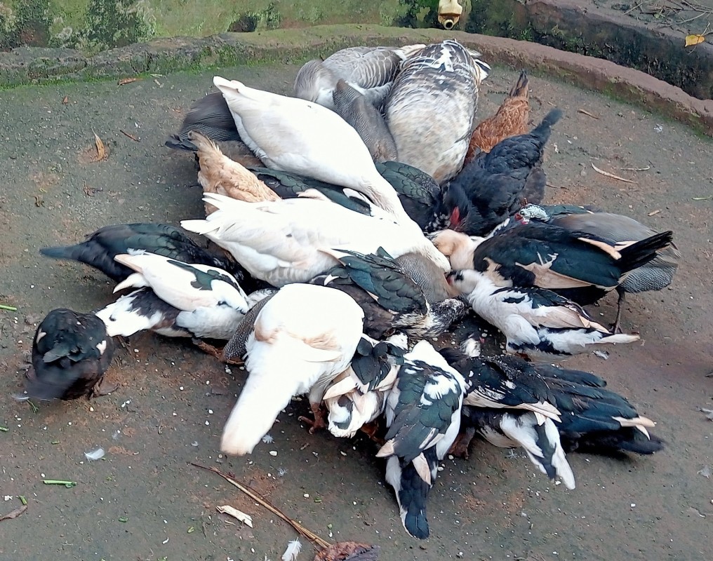BEBEK, AYAM MUTIARA, DAN KALKUN from Kenya