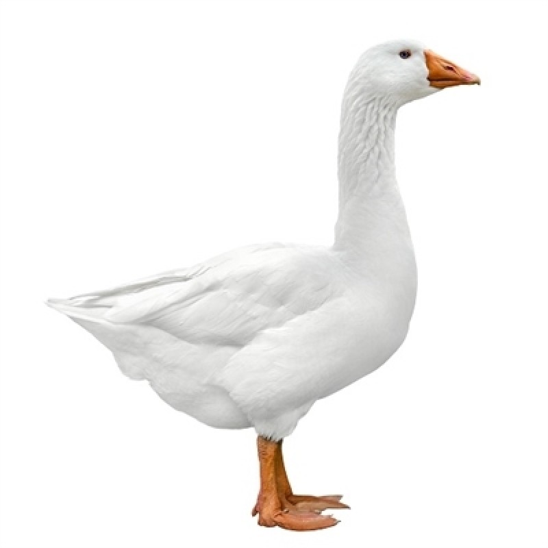 Goose from Kenya