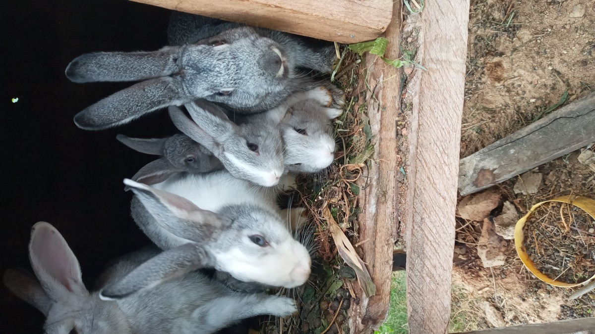 Rabbits and Rabbit Meat from Kenya