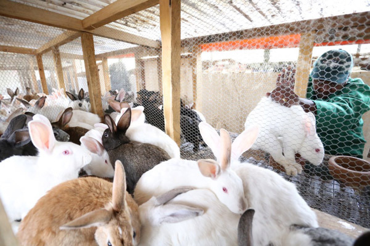 Rabbits from Kenya