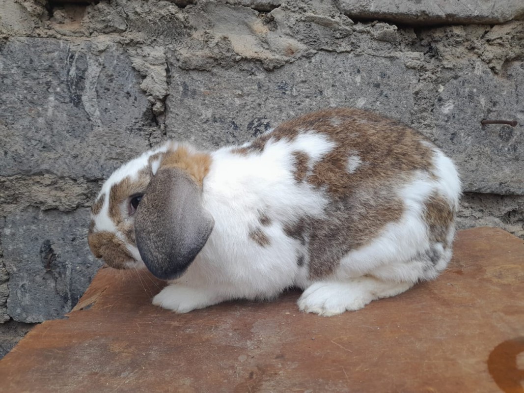 Rabbit breeds from Kenya