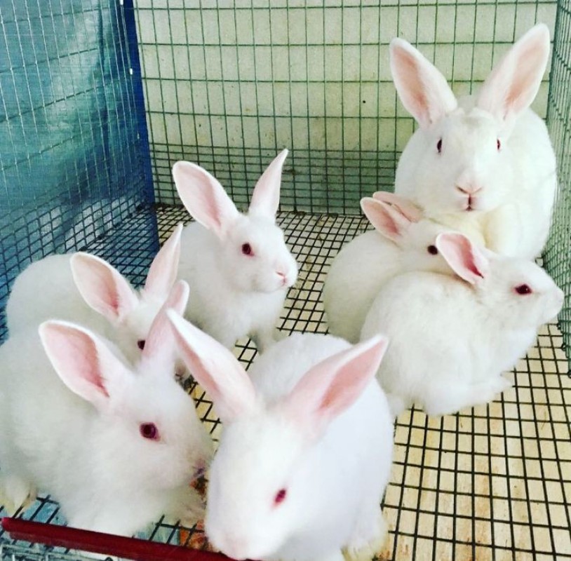 Newzealand & white California Rabbits from Kenya