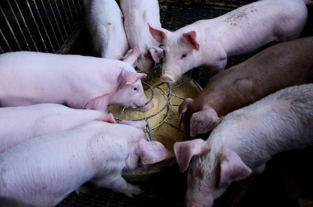 PORK MEAT from Kenya