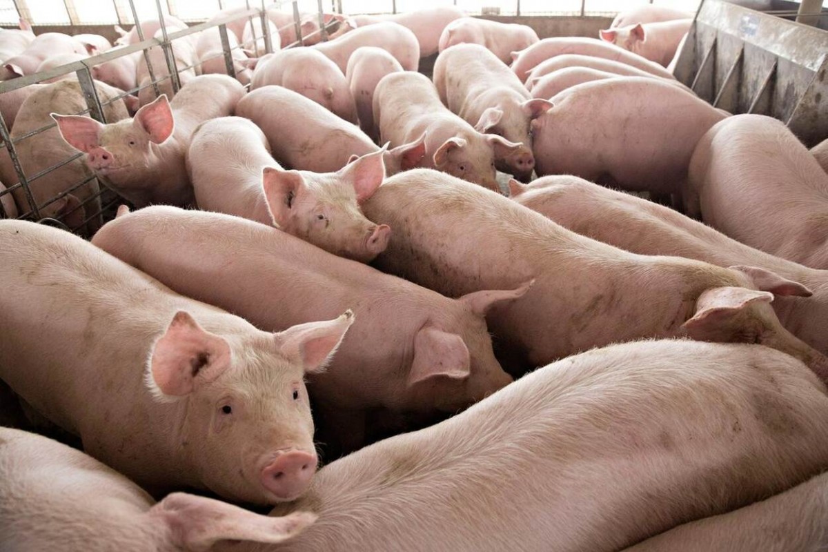 Pork Meats from Kenya