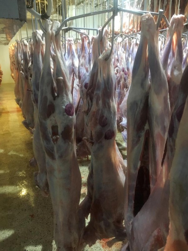 Viande de chèvre et de mouton halal from Kenya