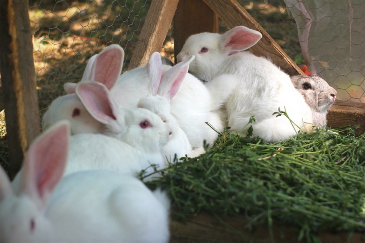 Rabbit Meat and Fur from Kenya