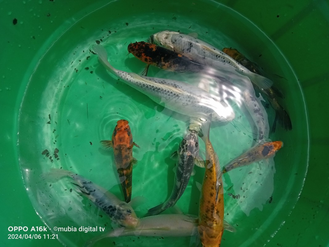 koi fish from Kenya