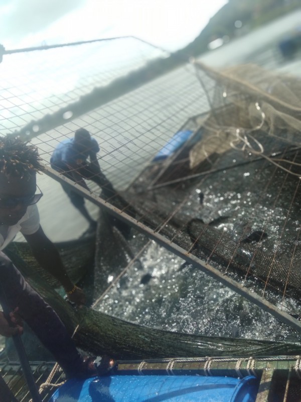 Fish from Kenya