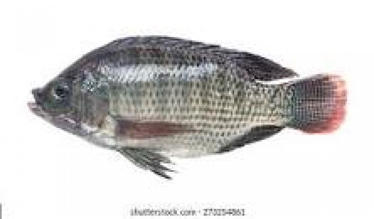 Tilapia from Kenya