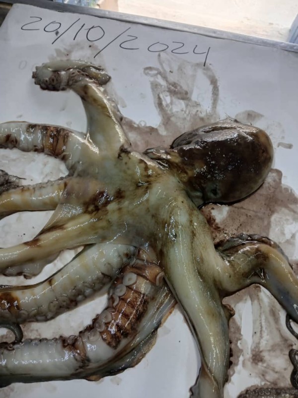 Octopus and Squid from Kenya