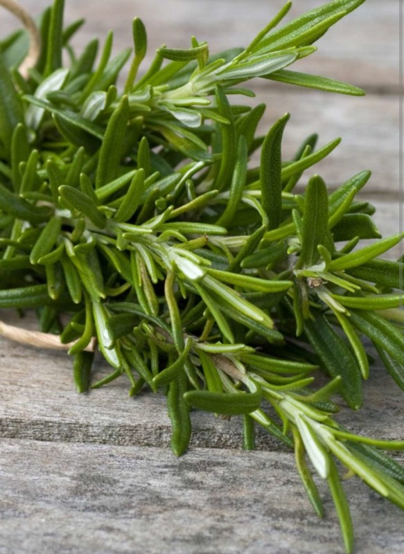 Rosemary herbs from Kenya