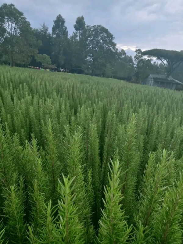 Rose Mary from Kenya