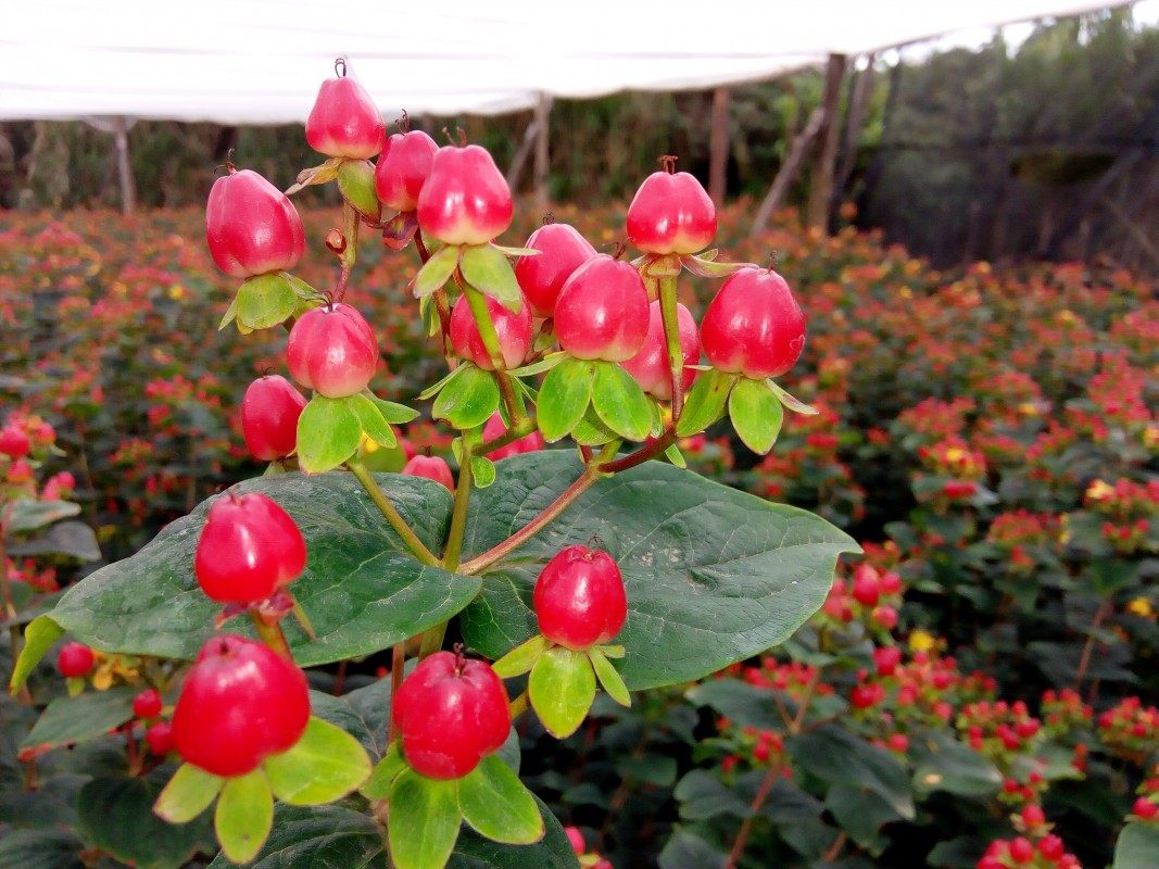Hypericum Flower variety from Kenya