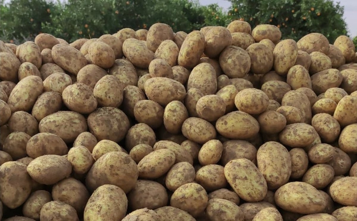 Potatoes from Kenya