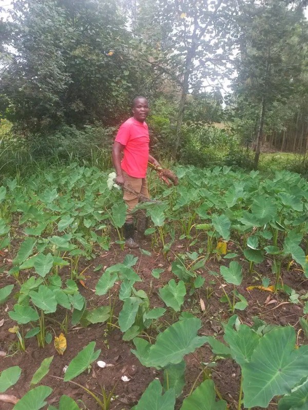 Arrowroot from Kenya