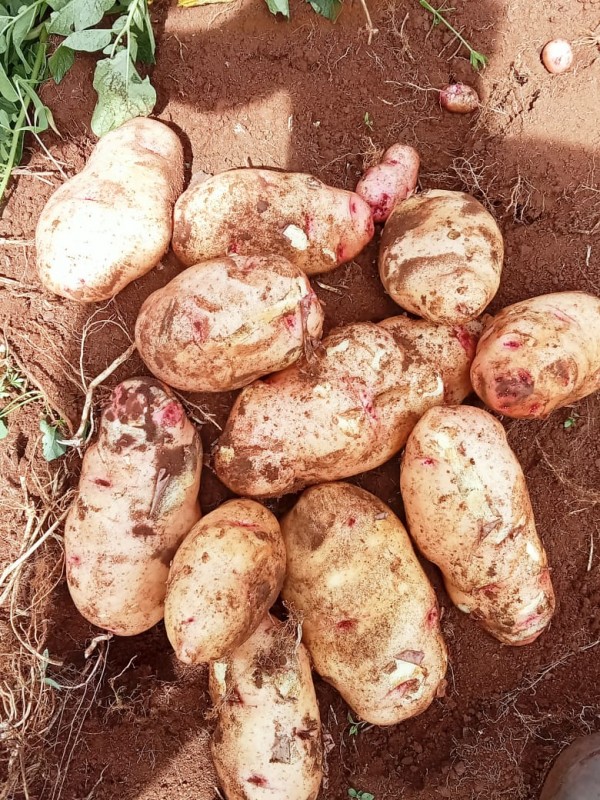 Irish potatoes from Kenya