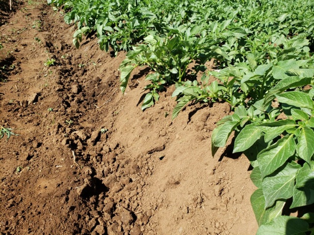 Potato-Markies Variety from Kenya