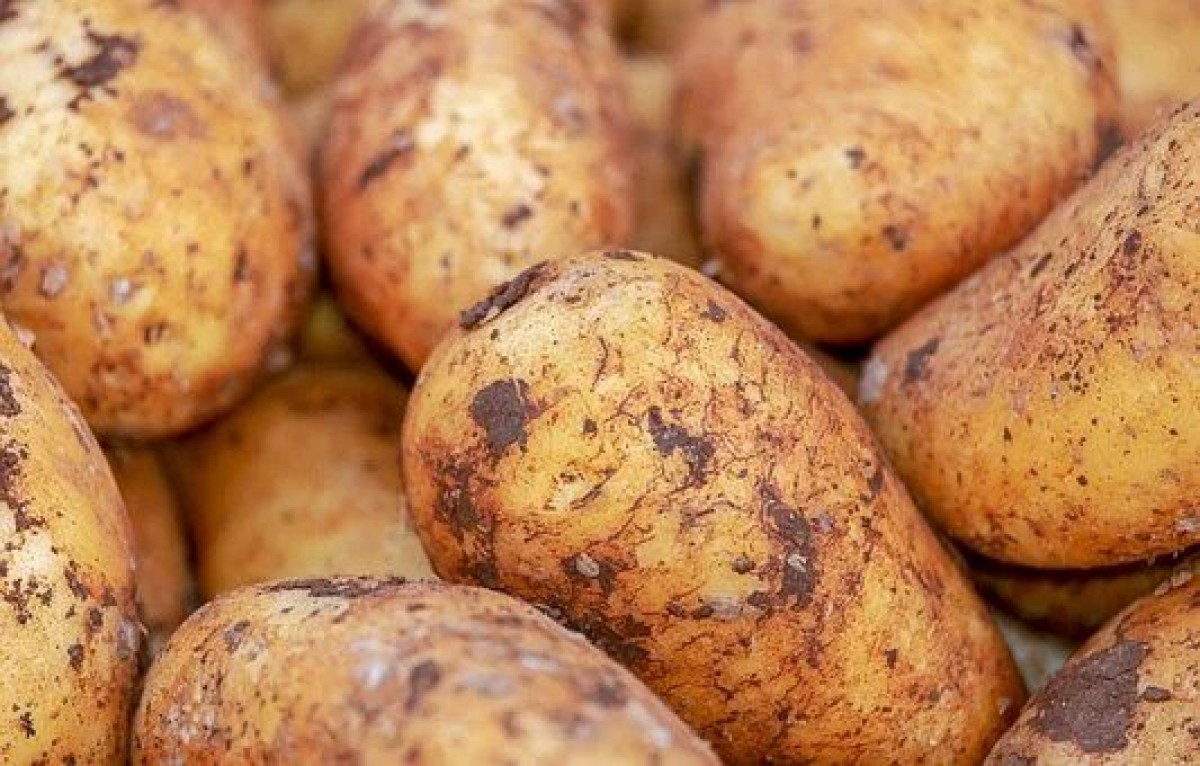 potatoes from Kenya