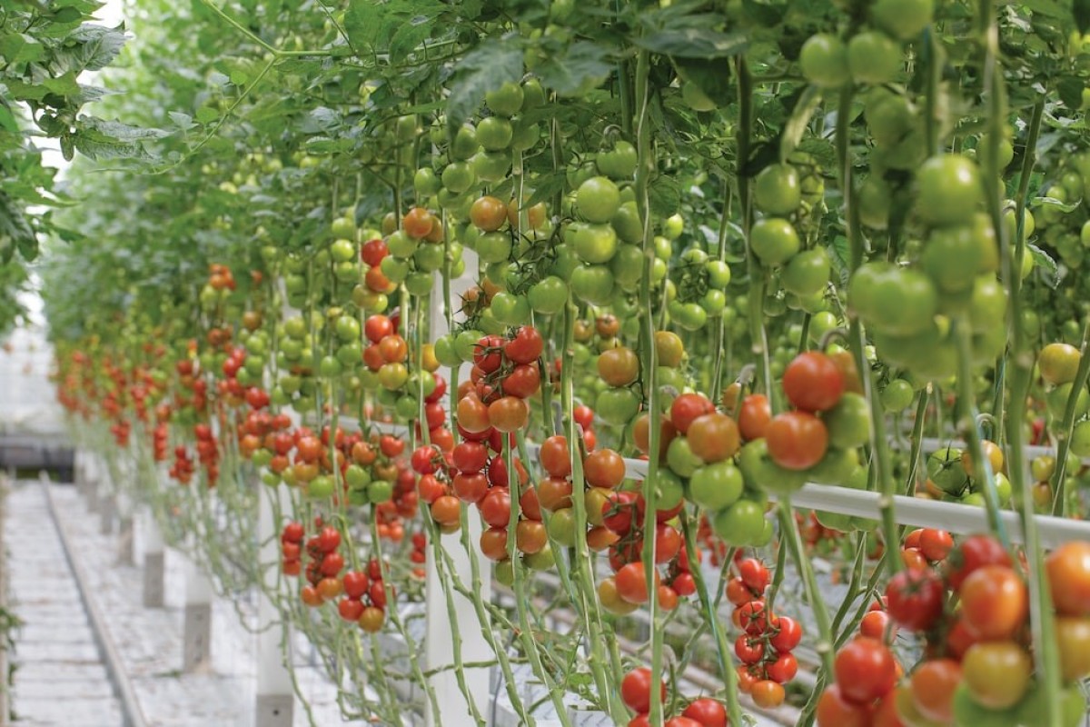 Fresh tomatoes from Kenya