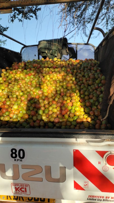 Tomatoes from Kenya