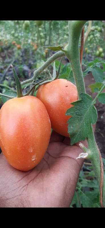Hybrid Tomatoes. from Kenya