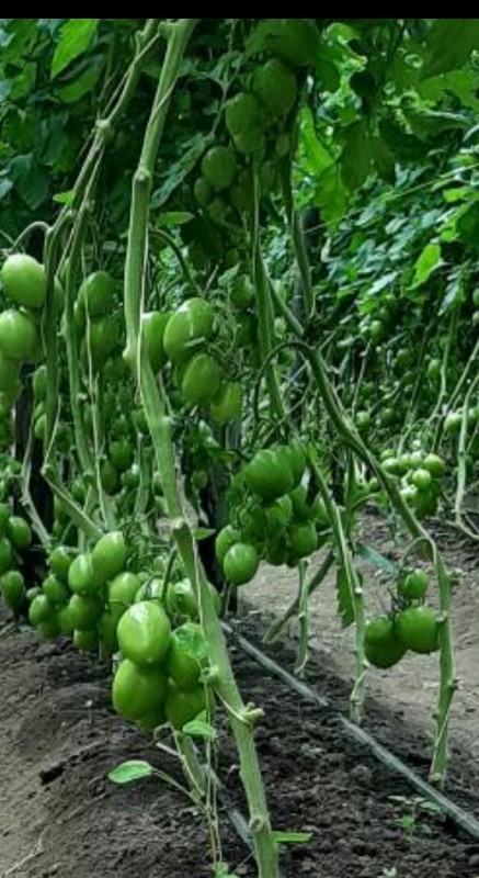 Tomatoes from Kenya