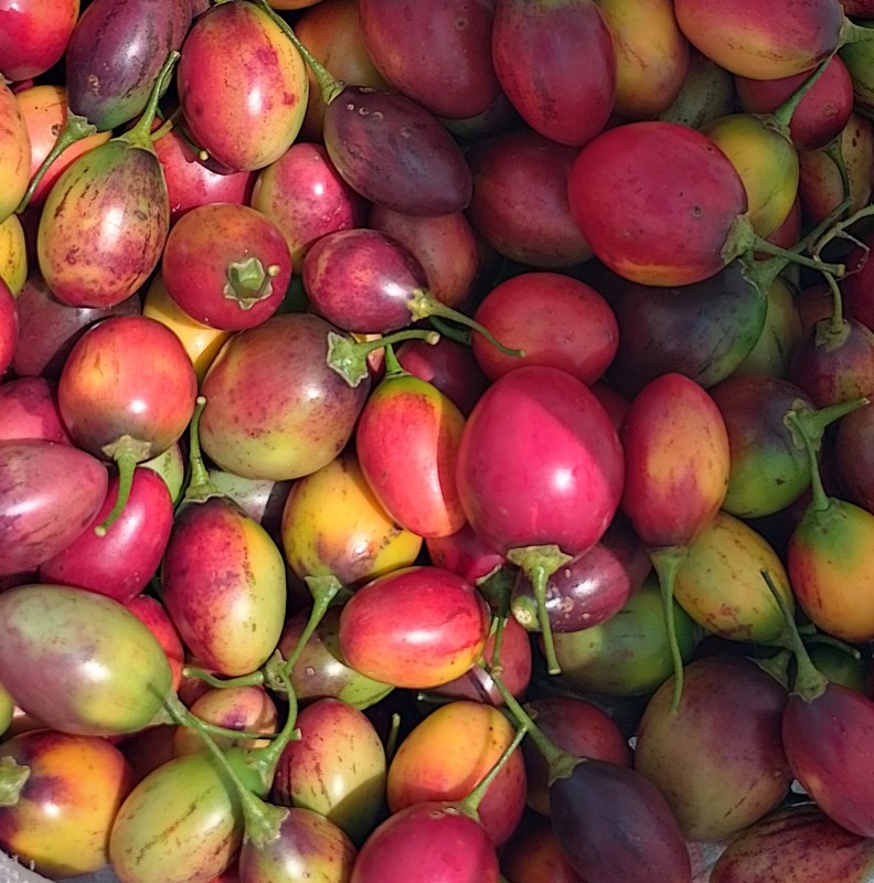 Tree tomatoes (Tamarilo) from Kenya