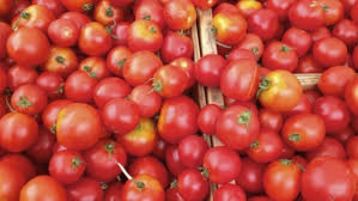 Fresh Tomatoes from Kenya