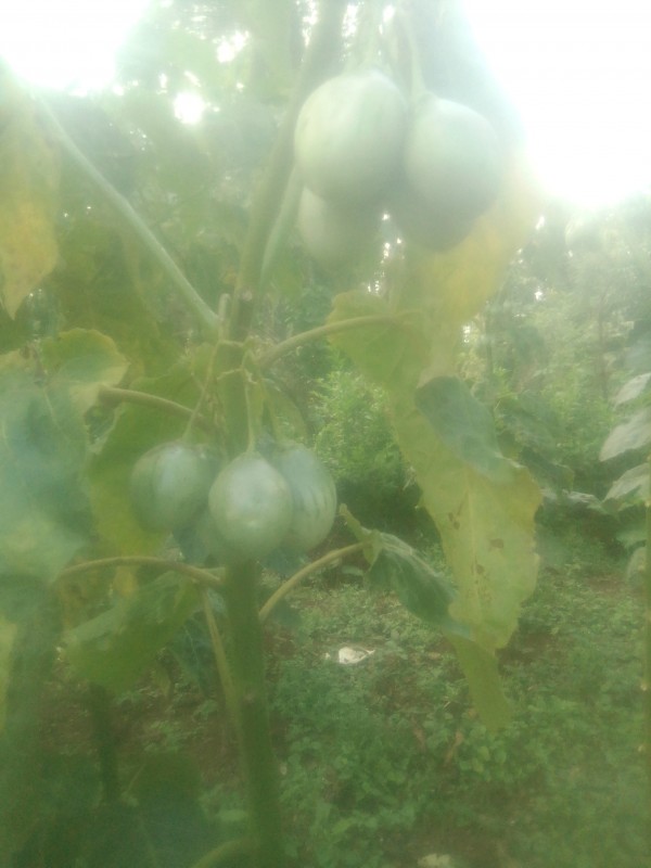 Tree tomato fruits- Tamarillo from Kenya