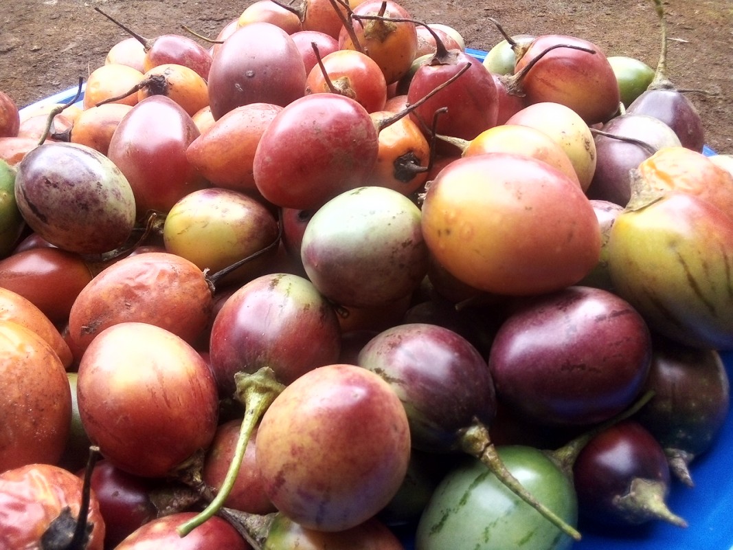 Tree tomatoes from Kenya