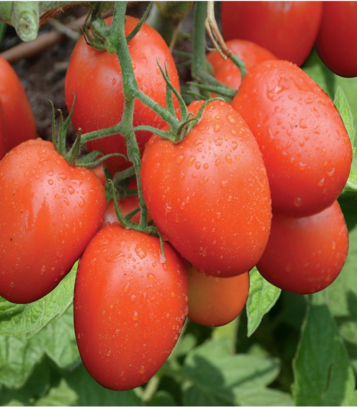 Tomatoes from Kenya