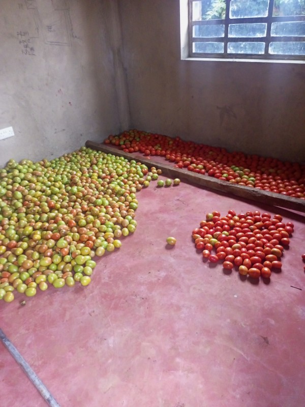 Tomatoes from Kenya