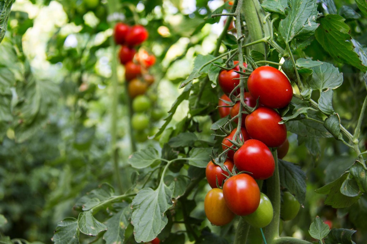 Tomatoes from Kenya