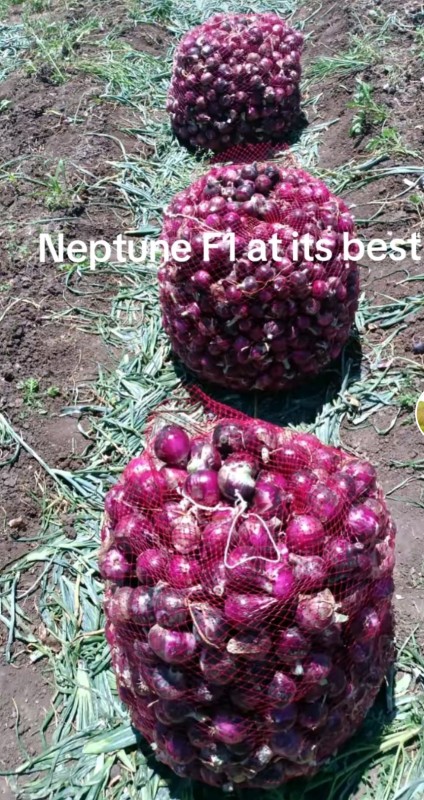 Onions (Neptune F1) from Kenya