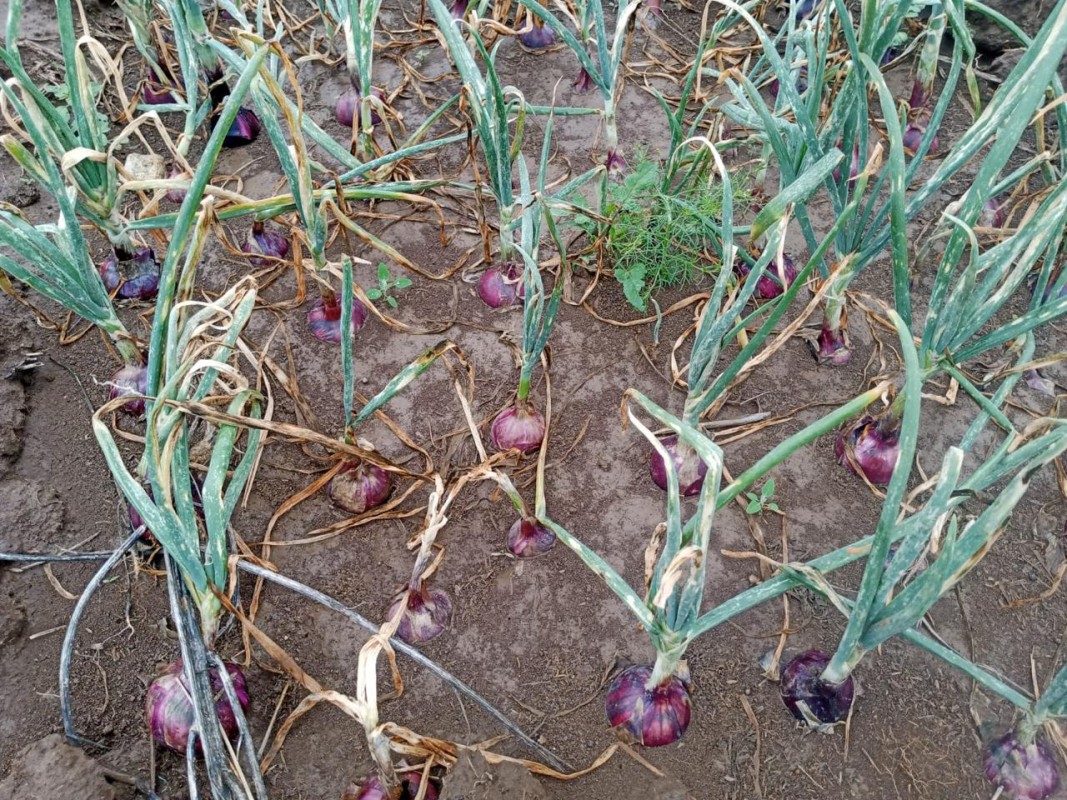 Onions from Kenya