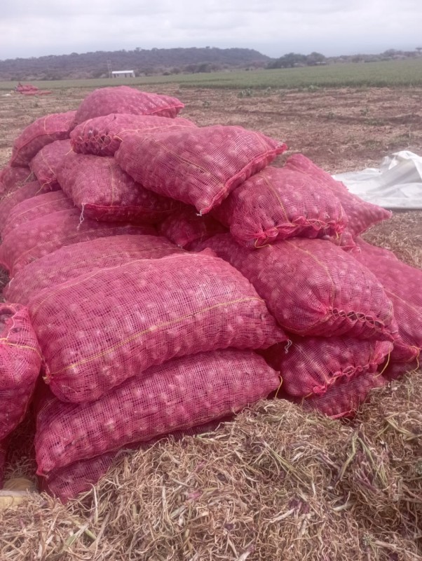 Onion from Kenya