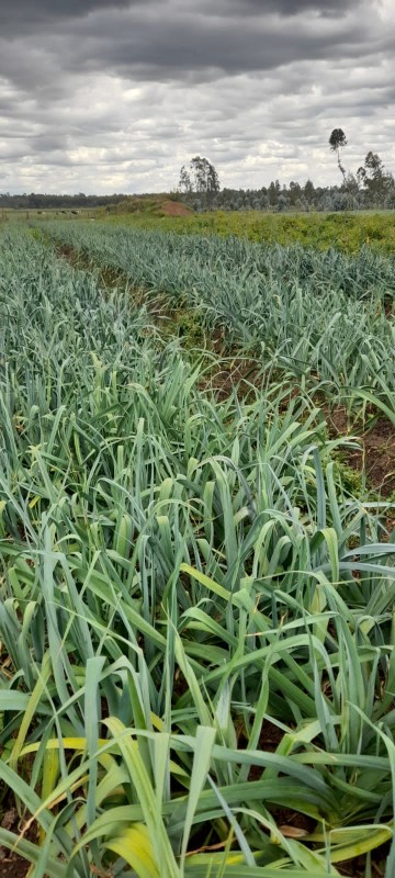 Leek onions. from Kenya