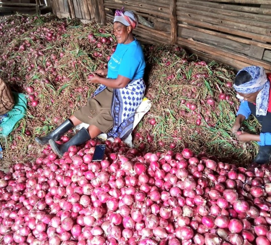 Red Onions from Kenya