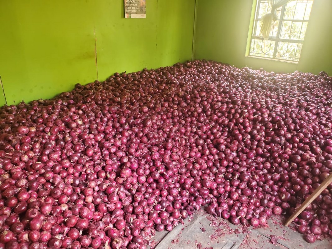 Red bulb Onion. from Kenya